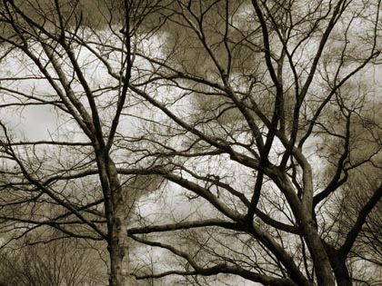 unknown trees